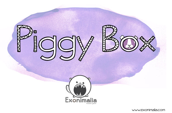 Piggy Box Natal