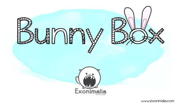 Bunny Box Natal