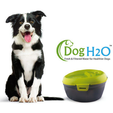 Dog H2O Fonte para Cães 6 Litros